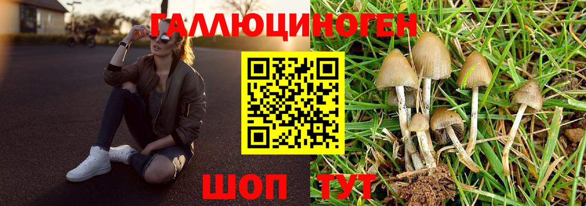 Псилоцибиновые грибы Psilocybine cubensis Октябрьский